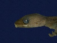 鉛山壁虎藏品圖，第2張